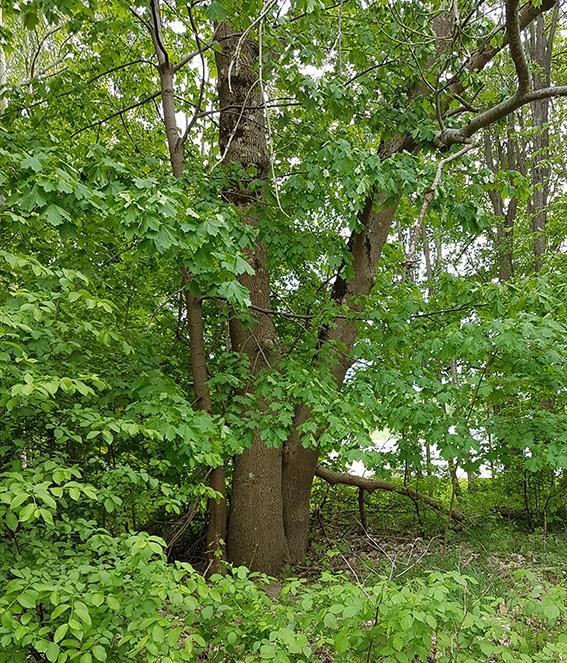 Naturvärdesobjekt 8 Naturvärdeklass 4 Areal: 0,1 hektar Naturtyp: Igenväxningsmark Biotop: Övrig igenväxningsmark Beskrivning: Objektet som på ekonomiska kartan från 1950-talet utgjordes av åkermark