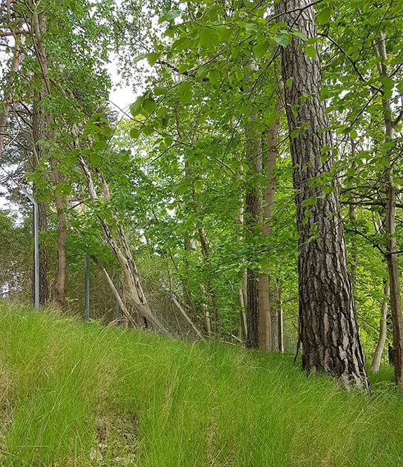 Naturvärdesobjekt 10 Naturvärdeklass 4 Areal: 0,4 hektar Naturtyp: Skog och träd Biotop: Tallskog Beskrivning: I det här objektet dominerar tall. Vissa av dem lite äldre.