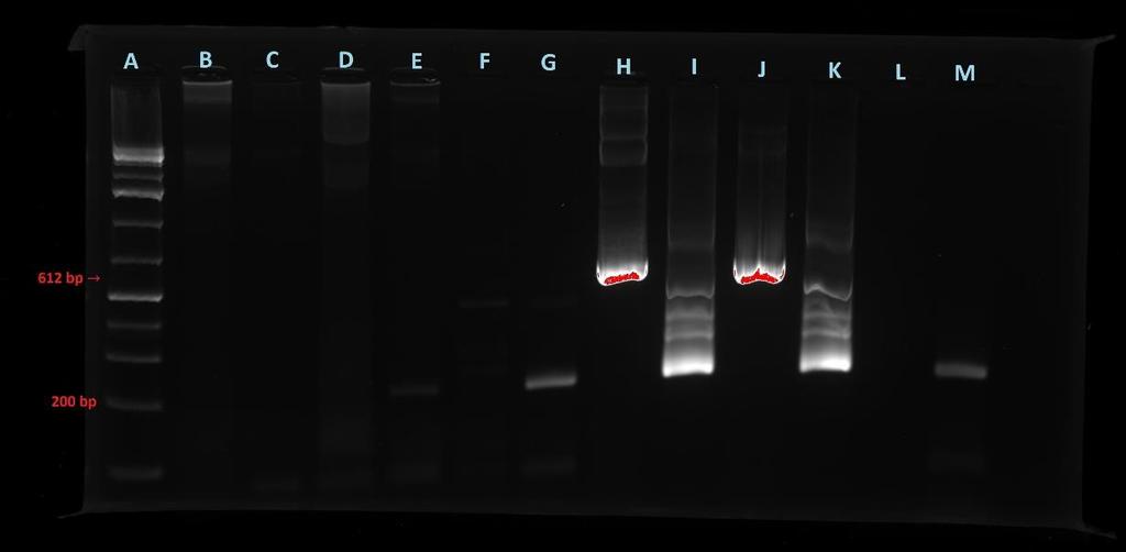 A: stege (GeneRuler 1 kb Plus DNA Ladder); B-G: PCR-produkt 1 och 2 av analyserade prover; H och I: PCR-produkt 1 och 2 av positiv kontroll (100X); J och K: PCR-produkt 1 och 2 av positiv kontroll