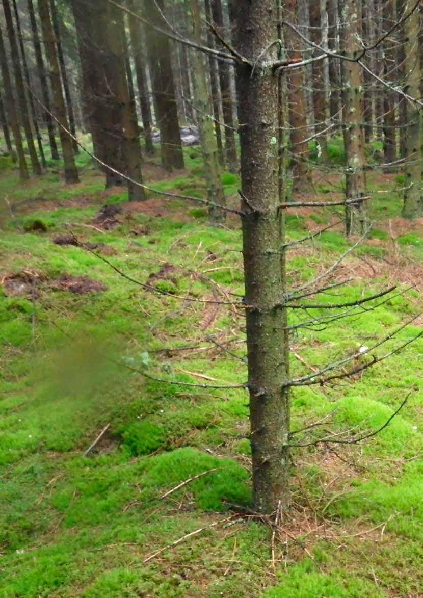 Förundersökning inför planerad