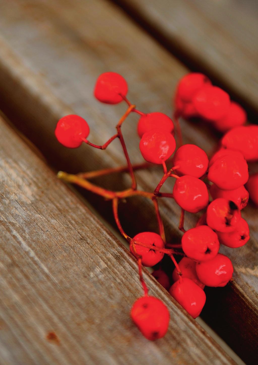 Församlingsblad Enslöv Getinge-Rävinge