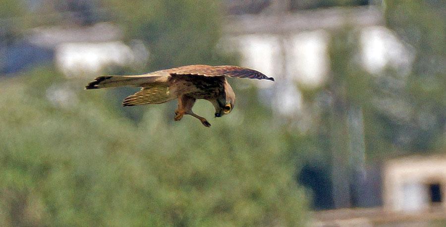 52 Medelhavstrut Larus michahellis michahellis Observerad 8 dagar totalt 53 Sandtärna Gelochelidon nilotica nilotica 1 S'Albufera NP 1.5 54 Skäggtärna Chlidonias hybrida hybrida 4 Depuradora 30.