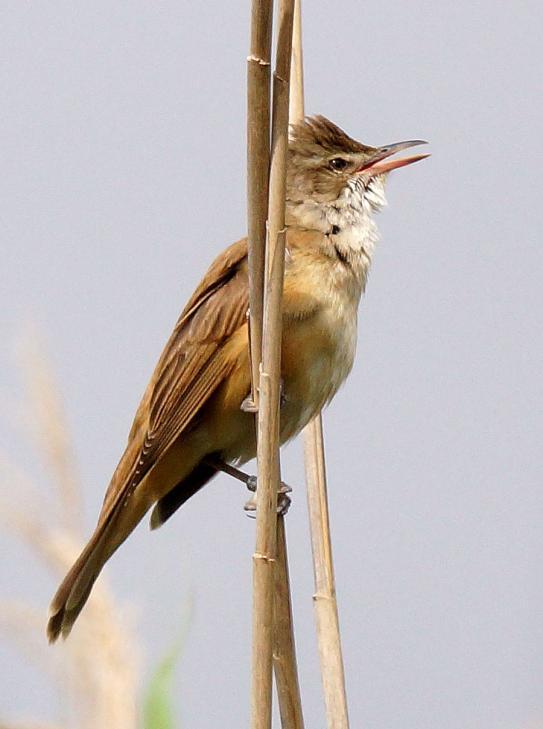 73 Ladusvala Hirundo rustica rustica 74 Rostgumpsvala Cecropis daurica rufula 1 Depuradora 30.