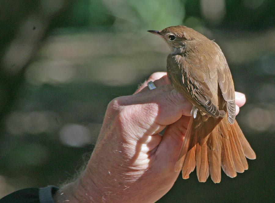 91 Sammetshätta Sylvia melanocephala melanocephala 92 Törnsångare Sylvia communis communis 1 Boquer Valley 4.5 93 Balearisk sångare Sylvia balearica Endemisk 1 Ermita de la Victoria 4.