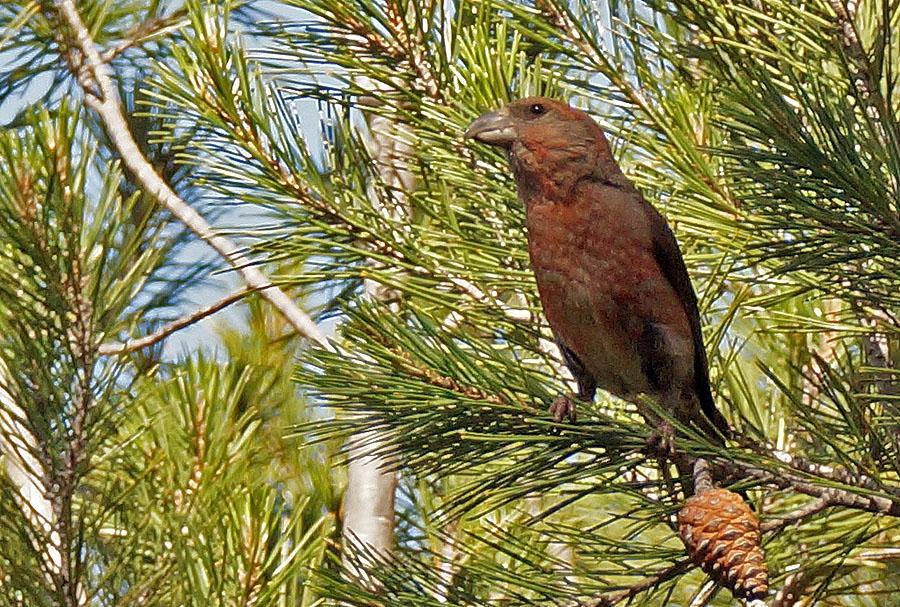 109 Bofink Fringilla coelebs balearica 1 längs vägen 1.5, 1 hörd Campanet 2.5, Tämligen allmän Binifaldo 3.5, Tämligen allmän Embassament de Cuber, Majorca 3.5 och 4 Ermita de la Victoria 4.