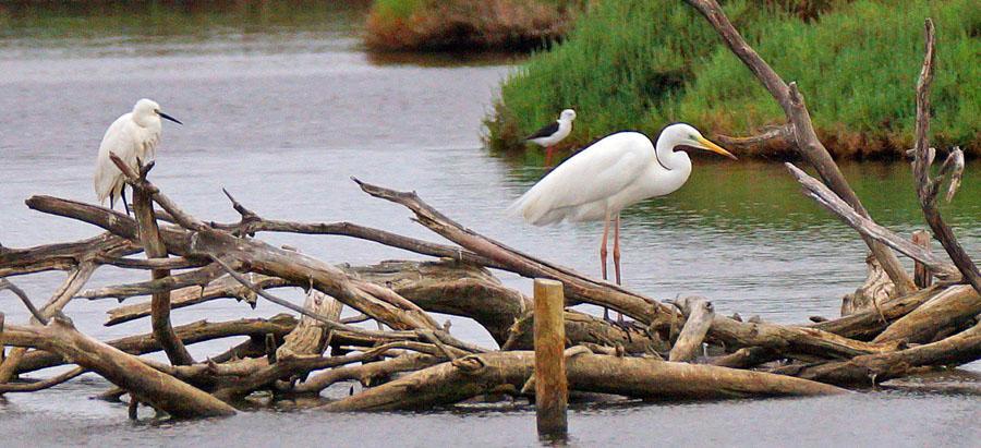 9 Brunand Aythya ferina 6 Maristany 30.4, 15 Depuradora 30.4, 3 S'Albufera NP 1.5, 2 Depuradora 4.5 och 10 S'Albufera NP 5.5 10 Rödhöna Alectoris rufa intercedens 2 S'Albufereta 29.