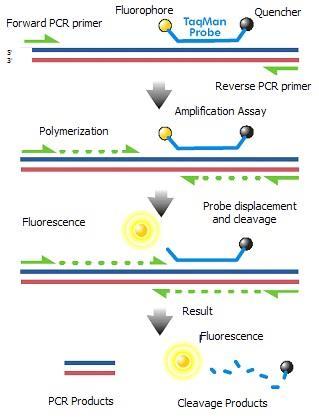 Fluoroforen Forward PCR-primer Polymerisering Fluorescens PCR-produkter TaqManprob Bild 1.
