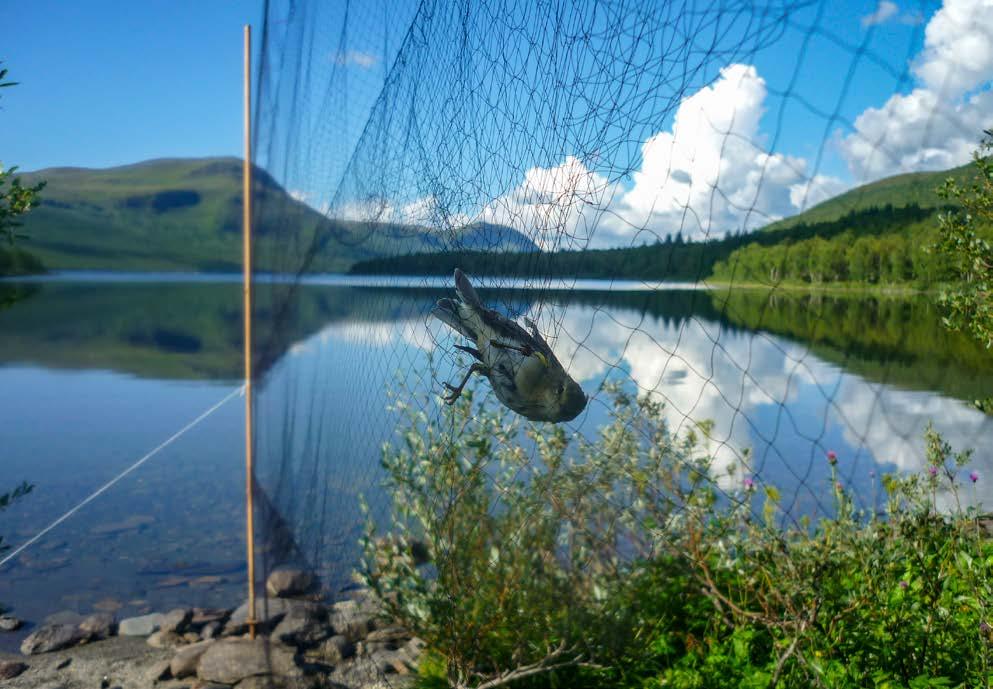 Ringmärkningscentralen ett reportage från hjärtat av svensk ringmärkning Varje år ringmärks drygt 300 000 fåglar i Sverige av ringmärkarkåren som finns spridd över nästan hela landet.