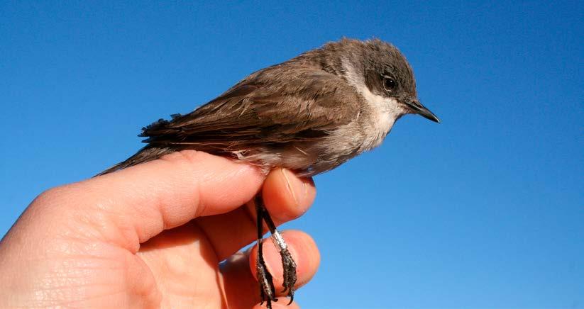 Att silvertärnor kan korsa Sydamerika visar ett gammalt junifynd av en tioårig silvertärna ringmärkt på västra Grönland som sköts i ett pass i Anderna på 2 000 meters höjd.