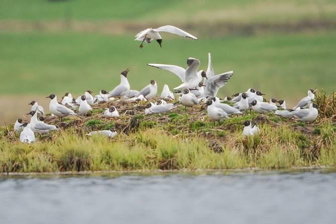 På Hillesjösidan kan man utveckla en ca 17 ha stor strandäng. Vid Mårdängssjön är motsvarande yta ca 20 ha. En väl hävdad strandäng är lika värdefull som själva våtmarken i fågelsjön.