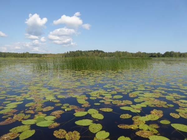 Övrig vegetation och mark Den övriga såväl limniska som terrestra vegetationen är av stort värde som kompletterar fågelsjön.