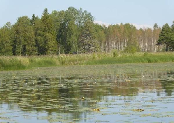 ägg. Ett enda träd i en strandäng, kan vara förödande för en häckning. Kråkfåglar får här en spaningsplats ut över sitt matbord.