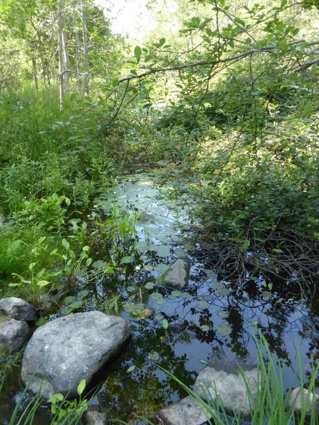 Verkmyrån utgör den avrinning som sker från Hillesjön. Bäcken är fortfarande förtjänstfullt beskuggad, vilket gynnar den fisk som vandrar från havet uppströms.