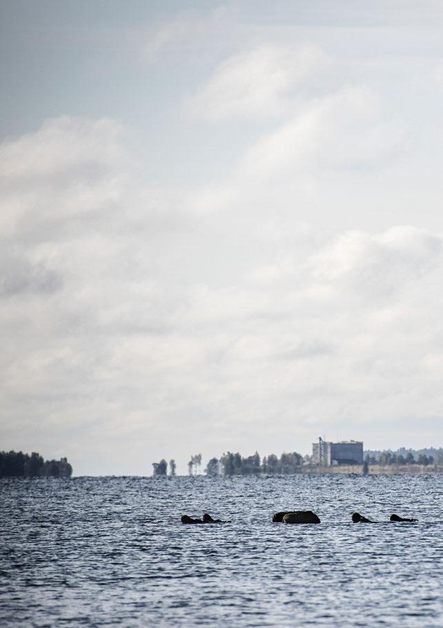 FORUM DE OKUVLIGA INGET STOPPAR FALLSKÄRMSJÄGARNA. GOTLANDS FORUM DE OKUVLIGA INGET STOPPAR FALLSKÄRMSJÄGARNA. GOTLANDS