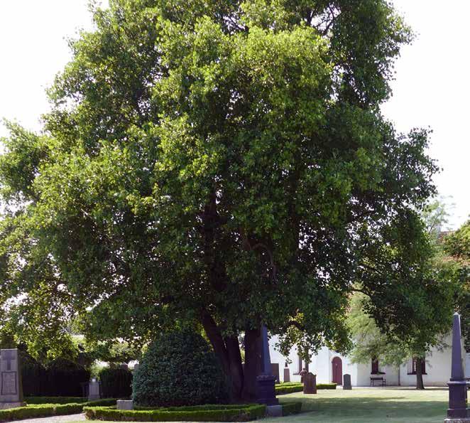 På den gamla kyrkogården i Gladsax finns en varierad trädmiljö. Utöver ett jättelikt exemplar av tulpanträd återfinns här även robinia, ask och en trädkrans av lind.