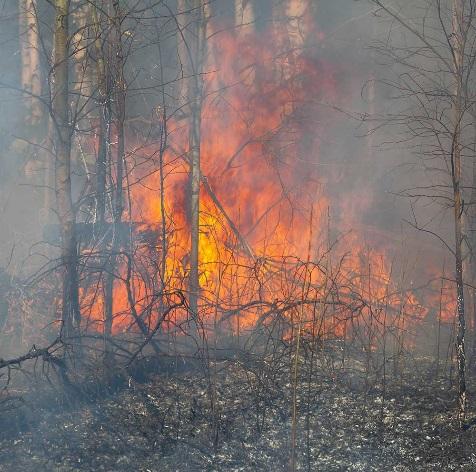 Bränderna och dess förlopp har beskrivits i en rapport från statens offentliga utredningar (SOU, 2019). Skogsbränderna startade redan i maj.