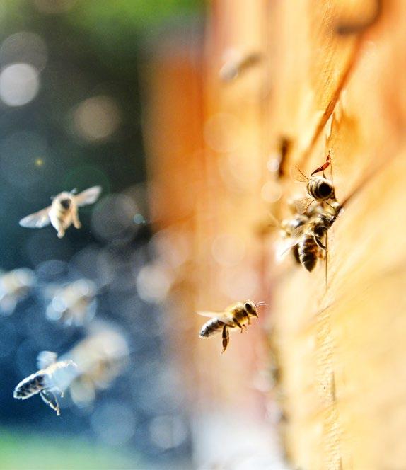 Innovation Eine Zukunftsinitiative für Oberberg 56 57 Die Volksbank Oberberg eg hat 2018 ein Zeichen für die heimische Natur und gegen das Insektensterben in der Region gesetzt und ihrer mit der