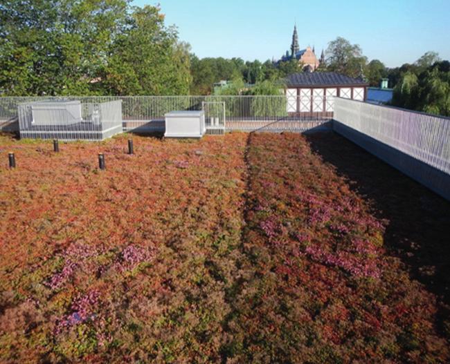 y y Klipp sedumskott från befintlig sedumvegetation i 2-3 cm långa växtdelar. Alternativt beställ sedumskott från Veg Tech.