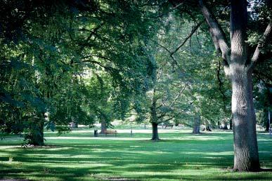 Vasaparken Vasaparkens utbud av träd i olika sort, storlek och form