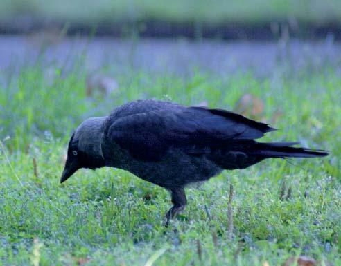 2. Generellt om kajor 2.1 Presentation La nskt namn: Corvus monedula - vilket betyder myntätande korp. Typiska kännetecken: 35 cm. Den minsta av våra kråkfåglar.