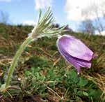 Isop Stenkyndel Liten kärleksört Stenkyndel Calamintha nepeta Maj-okt Ljusviolett.