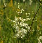 Kabbleka Calta palustris April-juni Gul Smörboll Trollius europaeus Maj-juni Gul