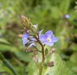 becabunga Juni-sep Blå Fackelblomster Lythrum sali-caria Juli-aug Vattenmynta Mentha