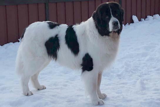 Helhetsintryck Landseer skall ge intryck av att vara en stor, kraftig och harmoniskt byggd hund. Rasen är mer högställd än newfoundlandshund. Detta gäller särskilt hanhundarna.