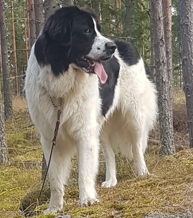 Bröstkorg Bröstkorgen skall vara djup och bred mellan de mycket muskulösa skulderbladen. Revbenen skall vara mycket väl välvda.