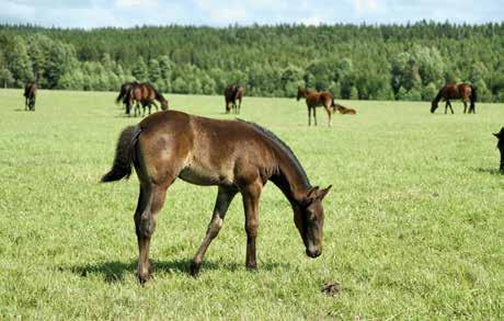 Veterinär vid Institutionen för anatomi, fysiologi och biokemi på Sveriges Lantbruksuniversitet, pratade om just detta och vikten av rörelse under hästens uppväxt vid Hippocampusdagen på Sveriges