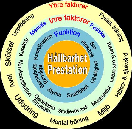 UNGHÄSTAR TRAVHÄSTEN ningseffekt måste vi belasta muskler, stödjevävnad samt respirations- och cirkulationsorgan etc. Belastning är den typ av kraft som styrs av Newtons lagar.