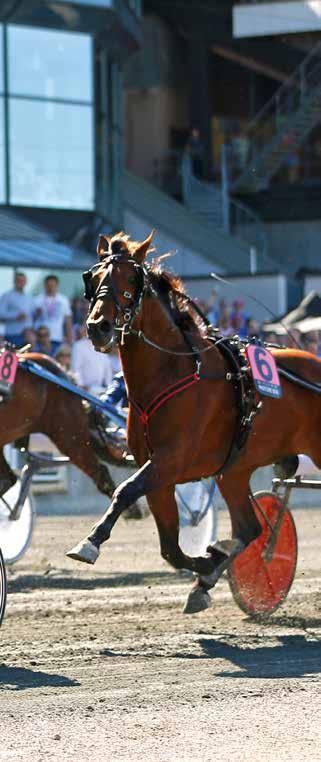 Stora bilden: Ringostarr Treb vinner Elitloppet på Solvalla. Lilla bilden i överkant: Makethemark spurtar hem segern i Jubileumspokalen. Lilla bilden i underkant: Mellby Free vinner StoChampionatet.