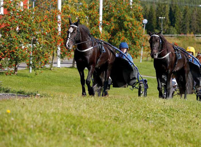 UTBILDNINGAR FÖR DIG SOM ÄLSKAR HÄSTAR Bli hovslagare Gå vår yrkeshögskoleutbildning för att bli godkänd hovslagare.