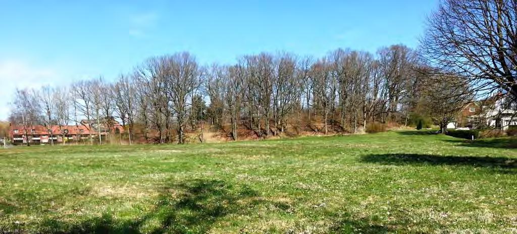 Ekskogen, Tingsbacken, sydvästra gränsen mot utfyllt expolateringsområde. Bilden tagen från väster. (Foto: Håkan Wennerberg, 2015-04-22). Figur 4. Ekskogen, Tingsbacken, sedd från sydväst.