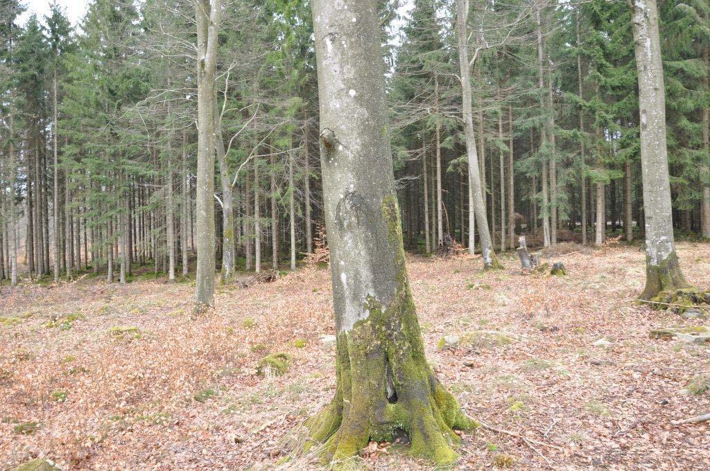 Skog Fastigheten består enligt bilagd skogsbruksplan från augusti 2020 (Mats Rufelt, firma Bokskog) av 17 ha skog, med virkesmässig dominans av gran och bok.