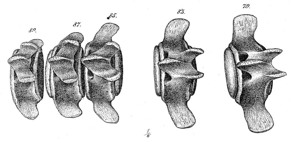 »Ett sijdobehn aff en Jungfru» 97 Kotor av swedenborgska valen från Vånga. (Ur: W. Lilljeborg, On two subfossil Whales discovered in Sweden, 1867.) av Wilhelm Lilljeborg (1862:62 65).