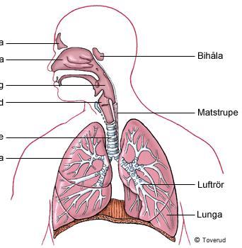 Andning - organen Fri luftväg!