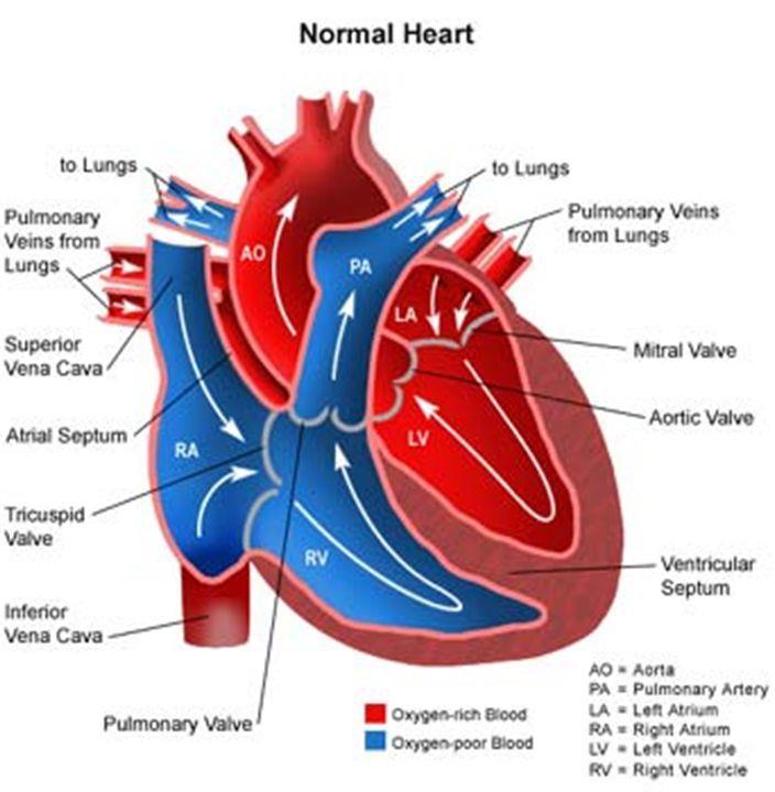 . Lite överkurs just nu.. Hjärtminutvolym ( cardiac output) är den volym blod som pumpas av hjärtat varje minut.