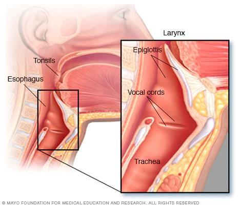 Struplocket = Epiglottis Överst i larynx finns epiglottis. En tunn, bladformad broskskiva täckt av slemhinna, vid tungroten.