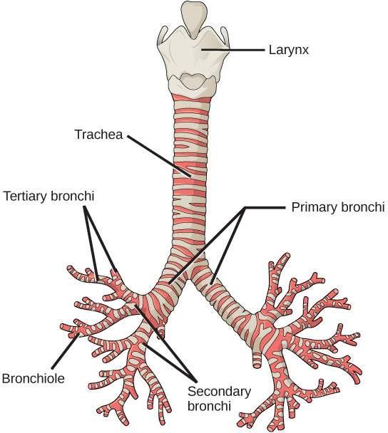 Luftstrupe = Trachea 10-12 cm långt flexibelt rör.
