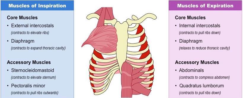 Muskler som används vid andning I vila; diafragman/mellangärdet och revbensmusklerna.