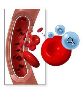 Gasutbytet mellan blodkapillärerna och cellerna ute i kroppen kallas; Intern respiration eller inre andning Syret transporteras, med hjälp av hemoglobinet i de röda blodkropparna, från