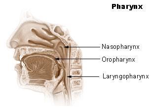 Svalget = Pharynx Hålrum bakom munhåla, näshåla och struphuvud. Övre del nässvalget/nasopharynx. Täckt med slemhinna som i näsan. Förbunden med mellanörat.
