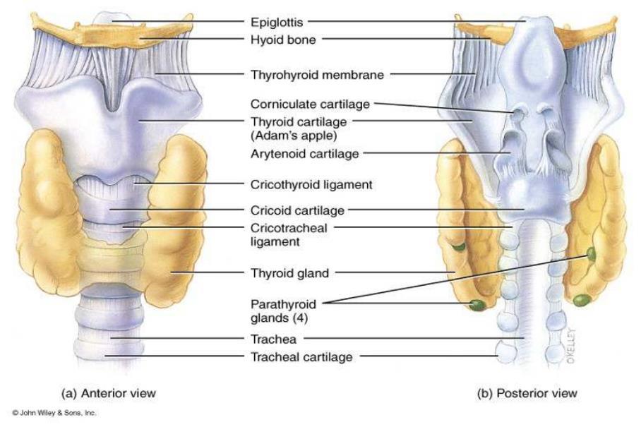 Struphuvud = Larynx Uppbyggt av flera broskdelar som hålls på plats av ledband, är rörlig muskler.