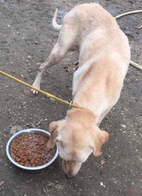 DiÖ har skickat pengar till 200 kg torrfoder det räckte i några veckor. Under tiden har man hunnit få donationer till mer foder. Nu är våren på väg, snart kommer turister till stan.