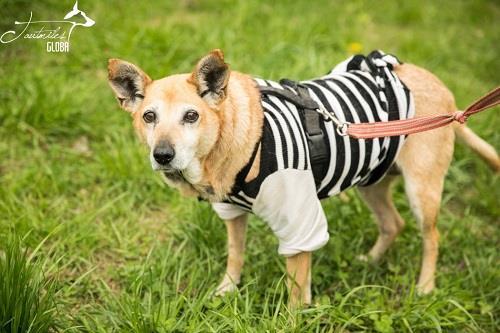 Zivile, vår kontakt i hundhemmet har presenterat två nya hundar som DiÖ skulle kunna sponsra. De behöver båda extra kostbara mediciner samt specialfoder: Hipy, 7/8 år.