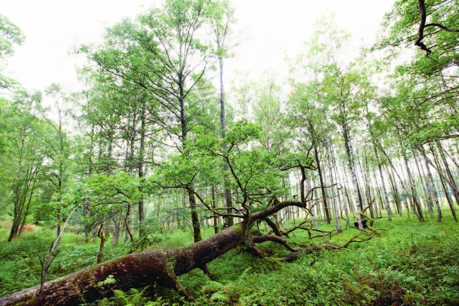 22 Reportage text Eva Lundgren foto Johan Wingborg Ekarna sträcker sig högt mot himlen i skogen intill Gunnebo slott. Men vilka av alla små skott som börjat spira på marken kommer att överleva?