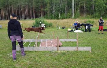 Upplägg på tävling Inför varje moment finns en s k föreberedelsepunkt, ca 3 m innan startpunkten där man får förbereda hunden.