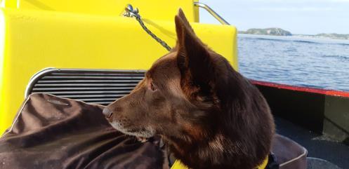 Tack vare sitt fantastiska luktsinne kan hunden känna lukten av en person på flera kilometers avstånd eller på minst tio meters djup.