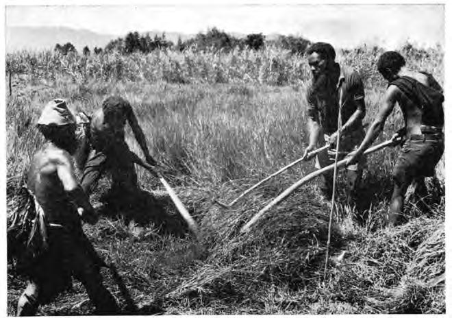 26 Fig. 10. Rydning af det stride Leersia hexandra grres med Yaga-knive. Det afhuggede grres rulles tilsidc med tvejeformede kroge. Kuk 1975.